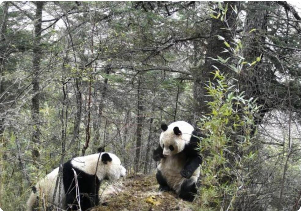 赤外線カメラが捉えたジャイアントパンダの求愛バトル　四川省