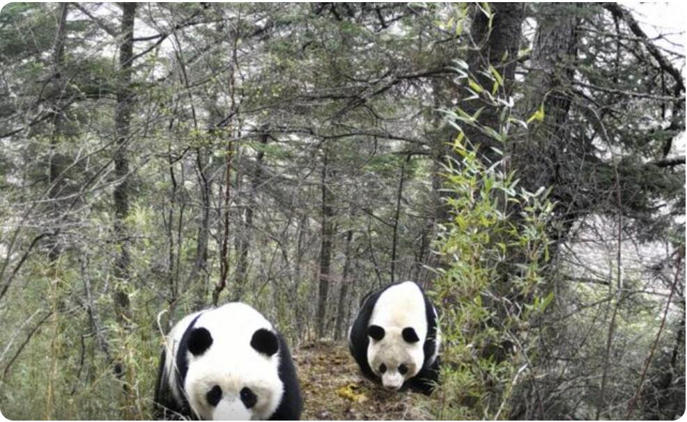 赤外線カメラが捉えたジャイアントパンダの求愛バトル　四川省