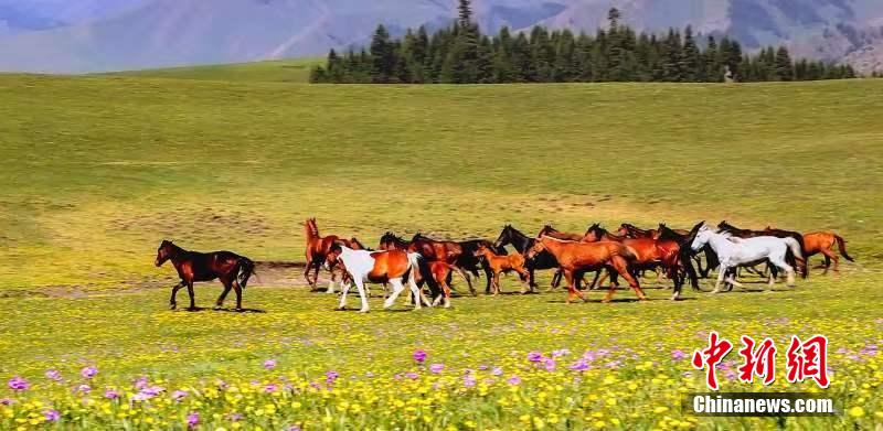 人々を魅了する満開の花々　新疆ウイグル自治区イリ・カザフ自治州