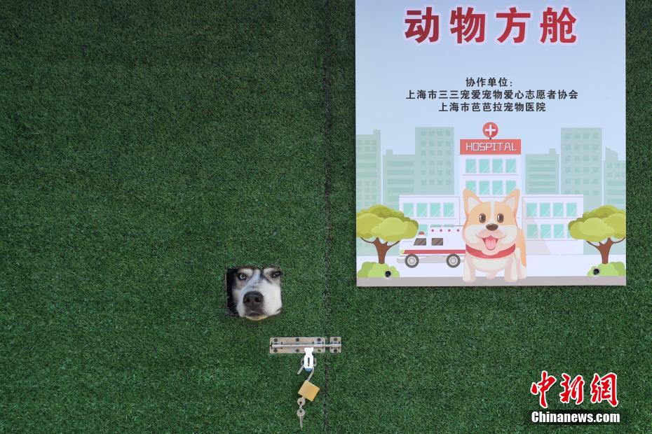 上海市初の動物専用臨時施設からペット18匹が帰宅し飼い主と再会へ