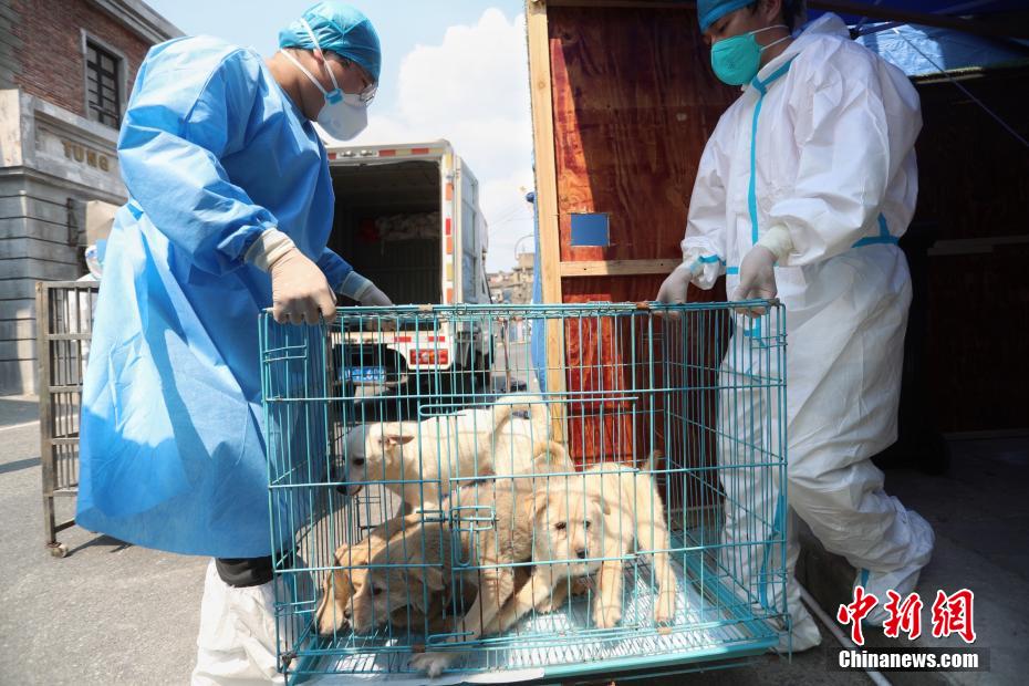 上海市初の動物専用臨時施設からペット18匹が帰宅し飼い主と再会へ