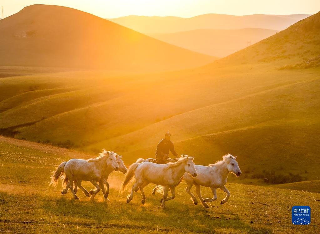 内モンゴル自治区シリンゴル盟西ウジムチン旗で、夕陽に照らされながら馬を訓練する牧畜民（5月17日撮影・彭源）。