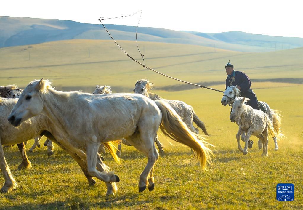 馬が駆け回る夏の草原　内モンゴル