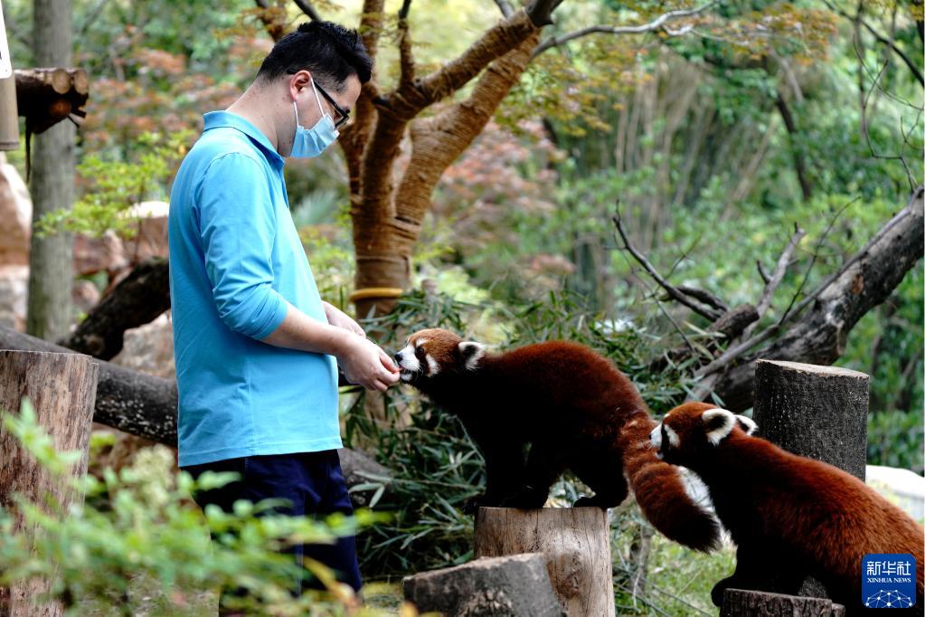 上海動物園で、レッサーパンダにエサをやる飼育員（5月19日撮影・張建松）。