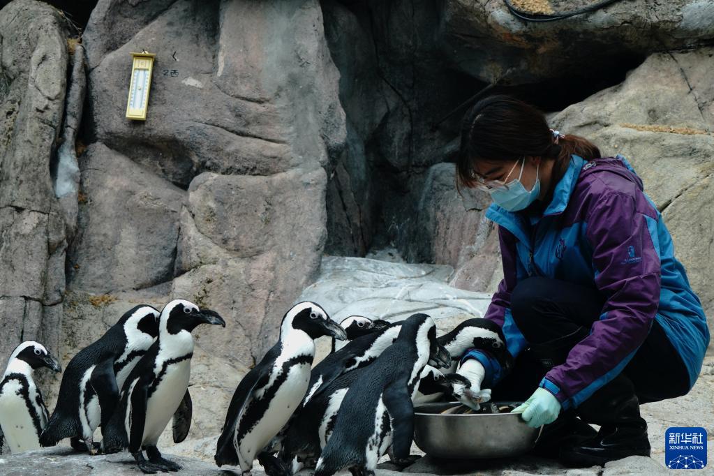 感染予防コントロール措置下の上海動物園を訪ねて