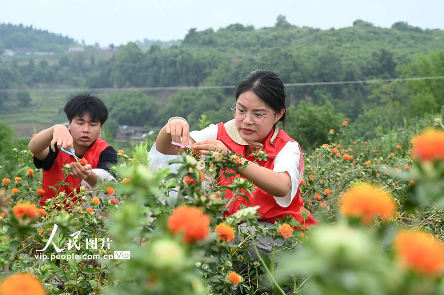 特色ある栽培業で住民の増収を後押し　四川省内江