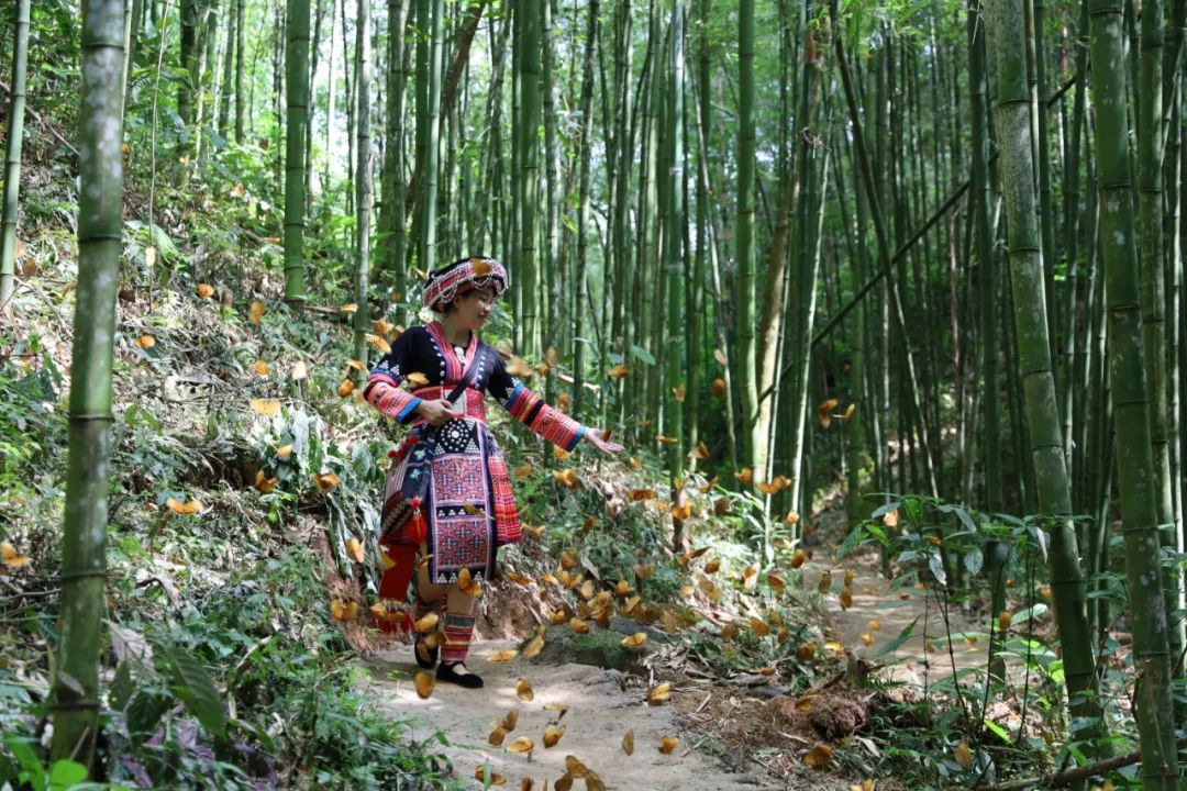 2021年5月、チョウの群れが舞う紅河ハニ族イ族自治州金平県の蝴蝶谷を歩く女性（撮影・高飛）。