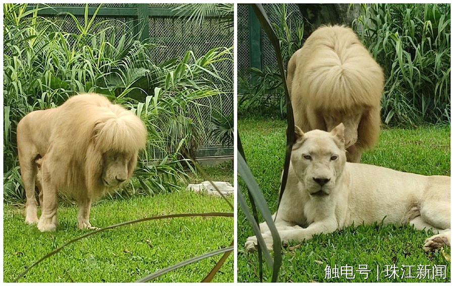 ぱっつん前髪のライオン　話題のヘアスタイルに広州動物園がコメント