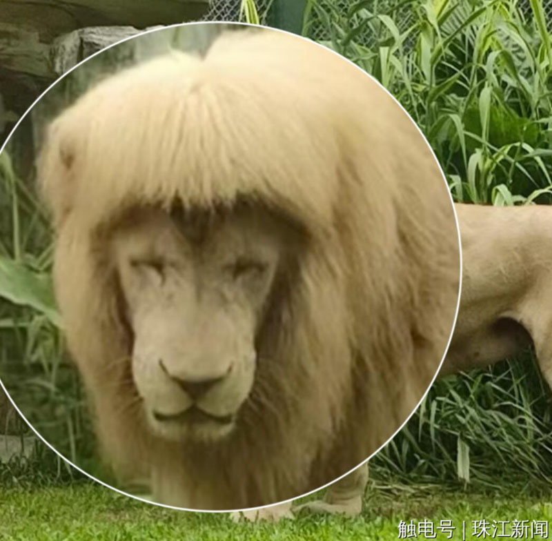 ぱっつん前髪のライオン　話題のヘアスタイルに広州動物園がコメント