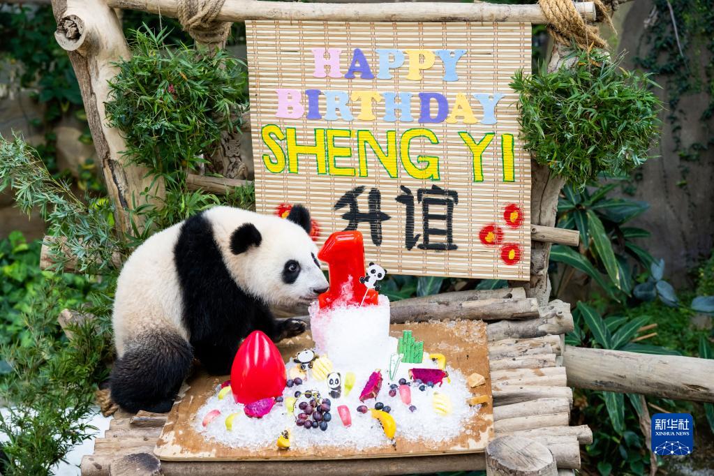 1歳の誕生日迎えたマレーシア生まれのジャイアントパンダ
