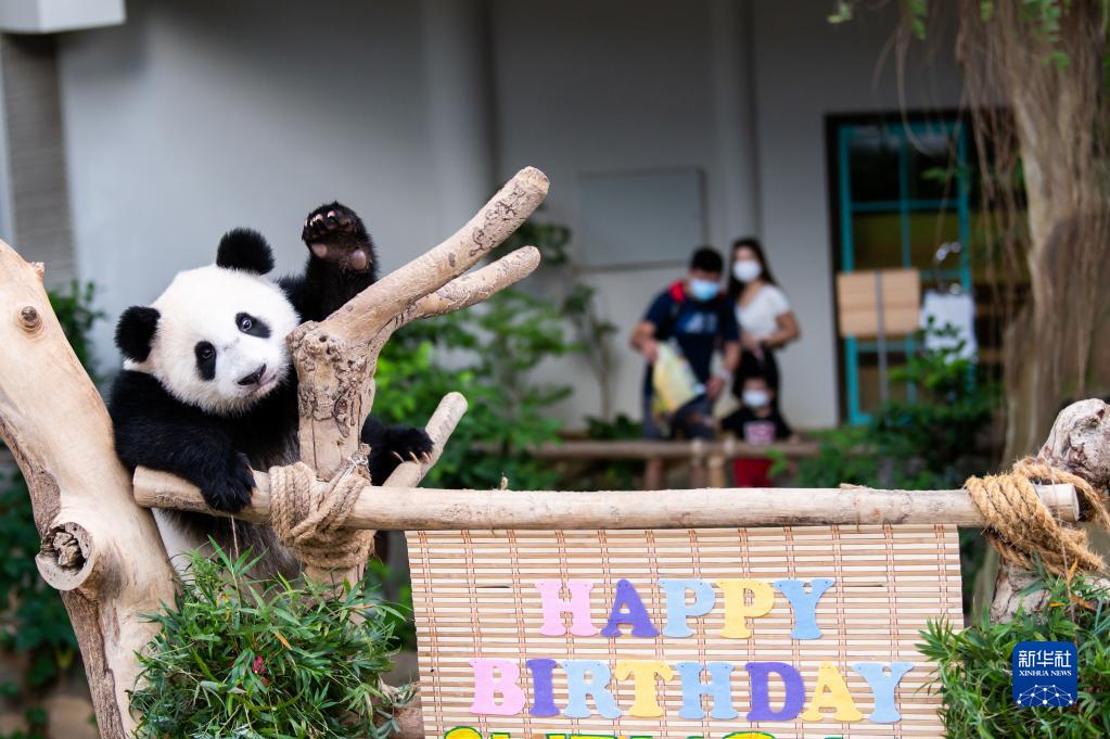 1歳の誕生日迎えたマレーシア生まれのジャイアントパンダ