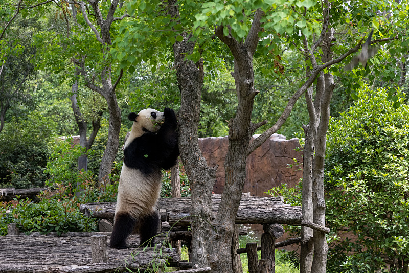 飼育員の隠したたちまきのご馳走を探すパンダの「撈撈（ラオラオ）」（写真著作権はCFP視覚中国が所有のため転載禁止）。