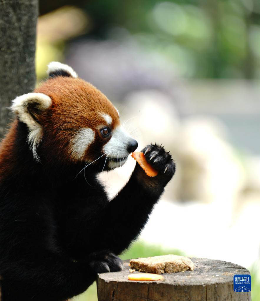 上海動物園が約2ヶ月半ぶりに再開