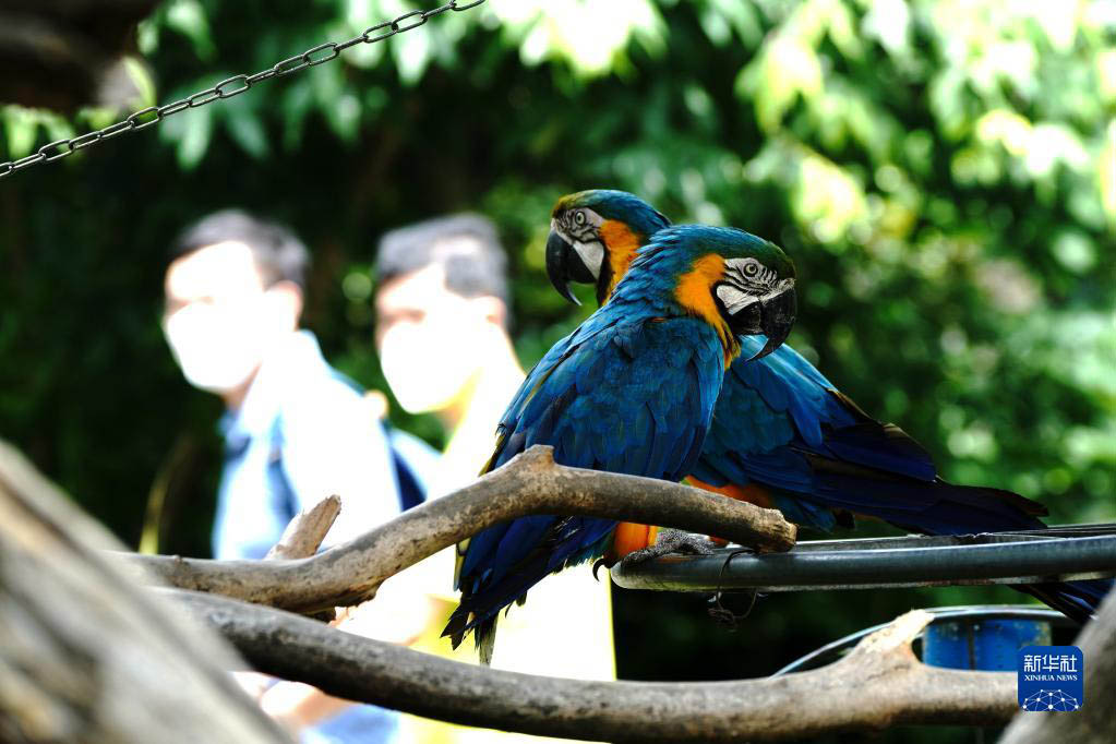 上海動物園が約2ヶ月半ぶりに再開