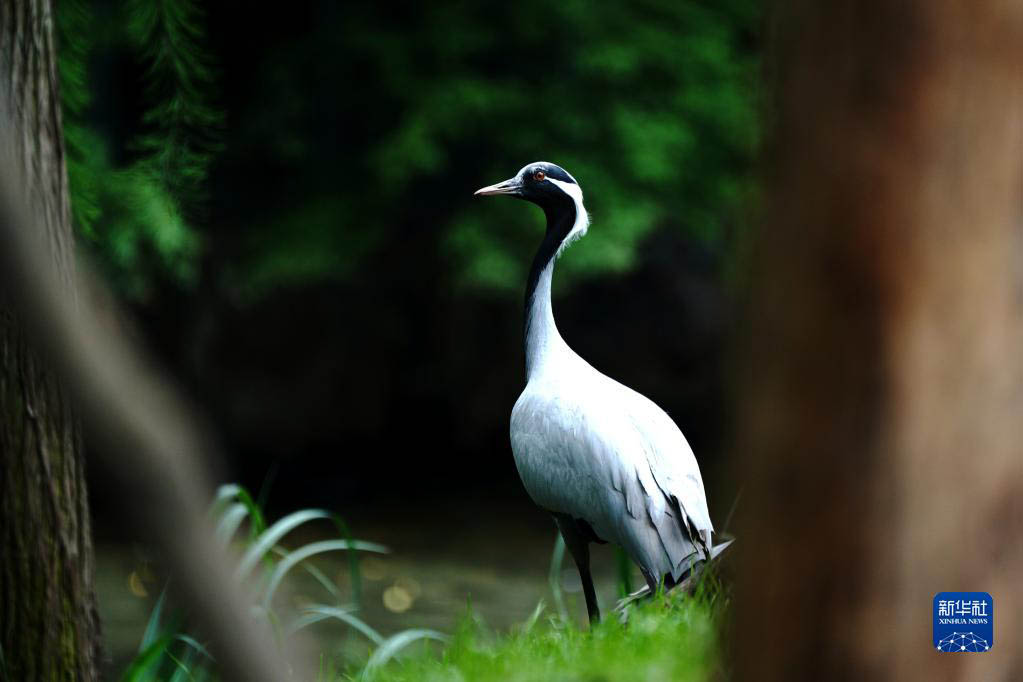 上海動物園が約2ヶ月半ぶりに再開