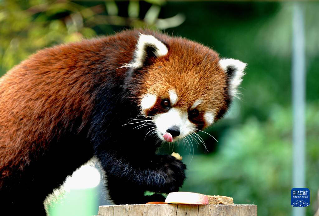 上海動物園が約2ヶ月半ぶりに再開