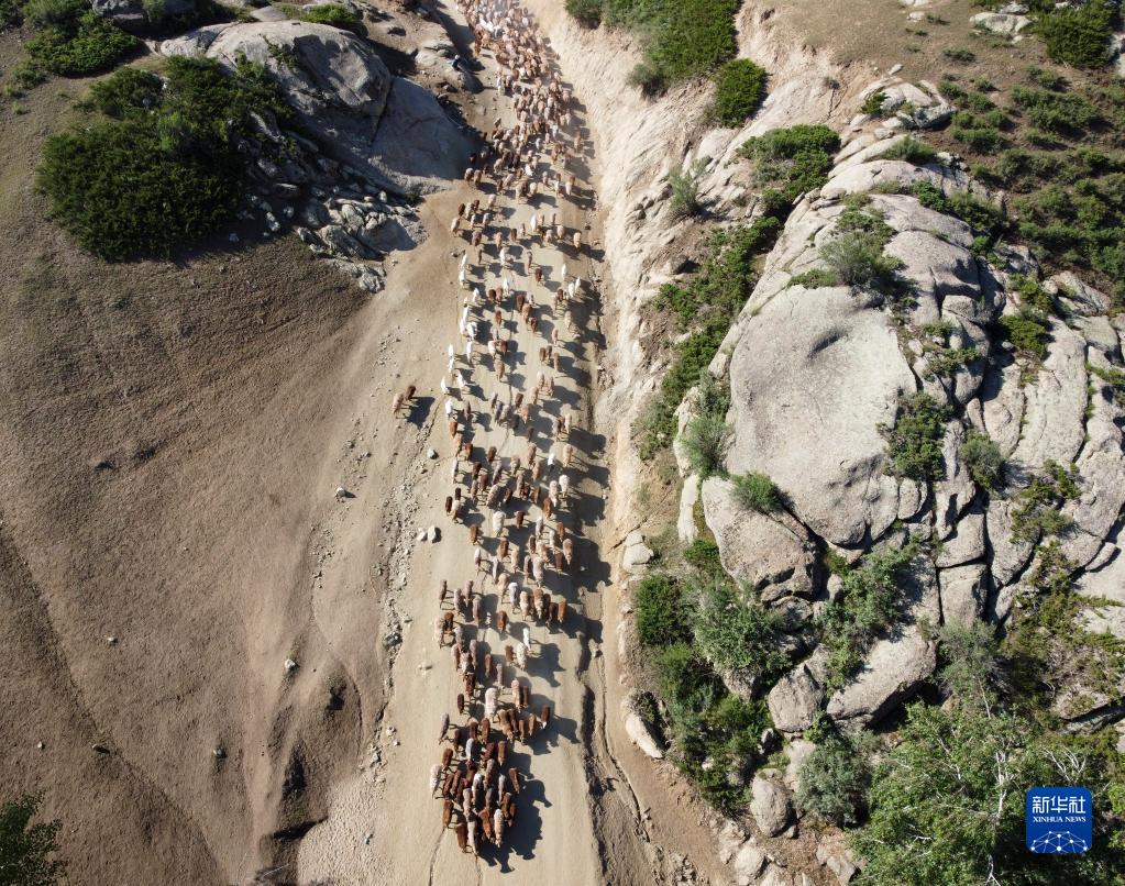 新疆ウイグル自治区アルタイ地区福海県沙爾布拉克春秋牧場から夏の放牧場へと移動する羊の群れ（6月5日、ドローンによる撮影・張雨陽）。