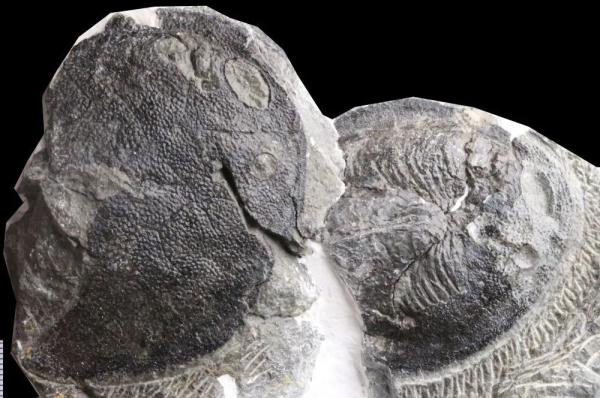 雲南省曲靖で見つかった4億1000万年前の寛甲魚の化石。鰓糸の構造を留めている。画像提供は中国科学院の蓋志琨研究員