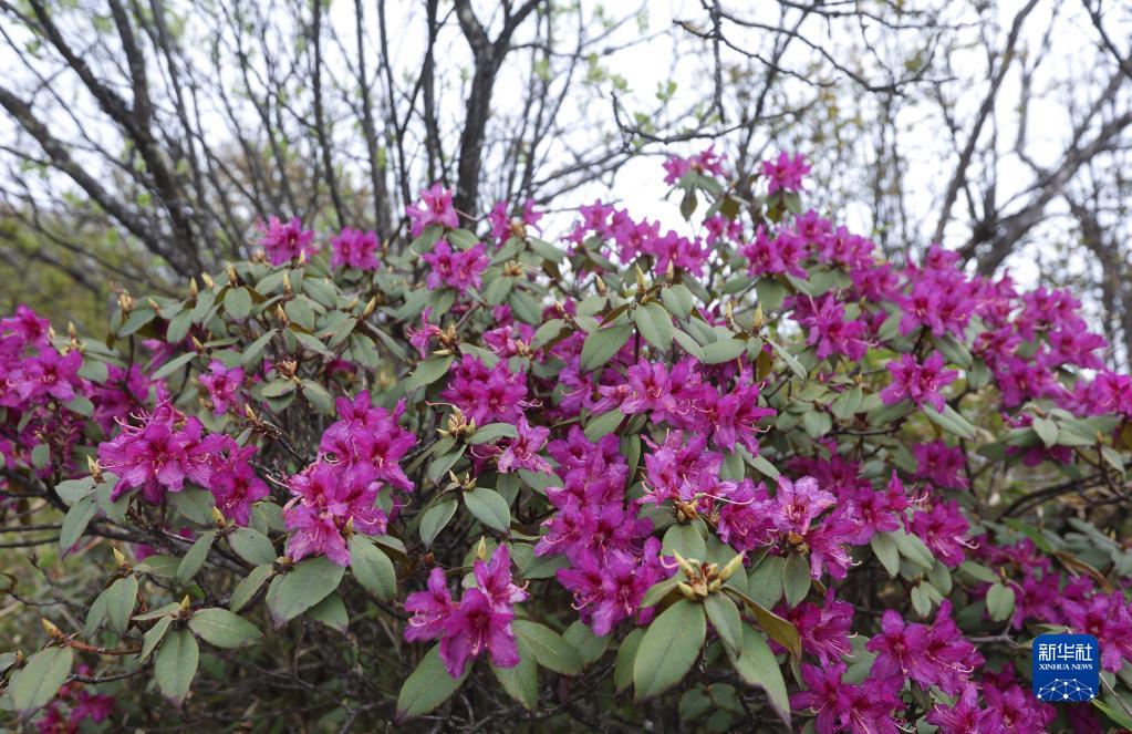 竜門山でツツジが開花　四川省成都