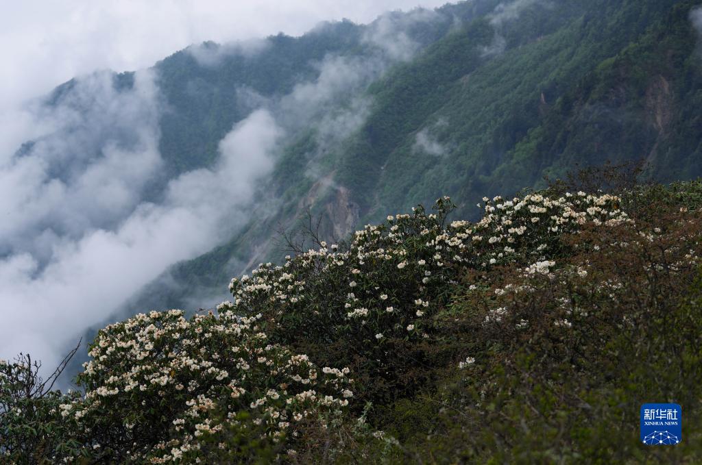 竜門山でツツジが開花　四川省成都