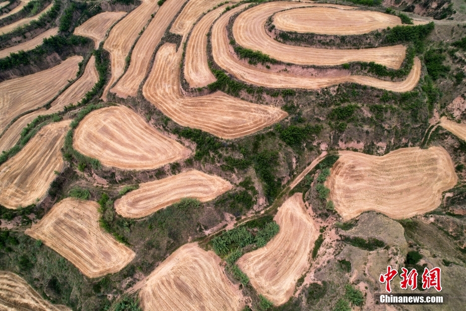上空から撮影した山西省運城市芮城県の小麦を収穫した後の黄土棚田（撮影・宝成）。