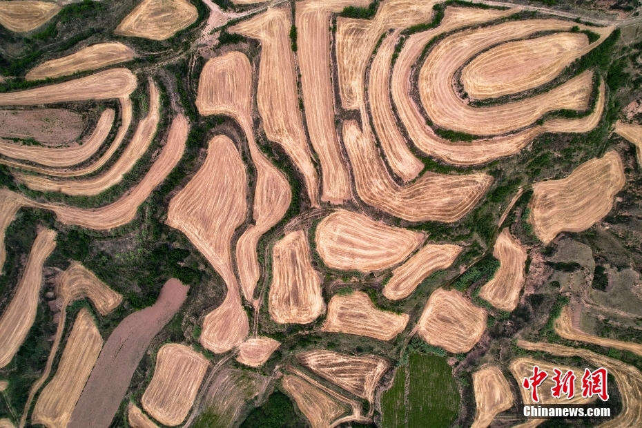 小麦収穫後の黄土棚田はまるで大木の年輪　山西省