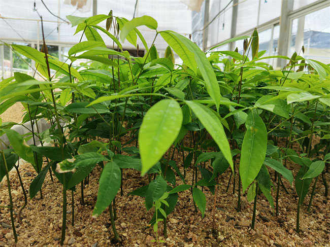 中国熱帯農業科学院ゴム研究所が栽培したゴムの木組織培養苗がカンボジアに到着した。画像提供は在カンボジア中国大使館