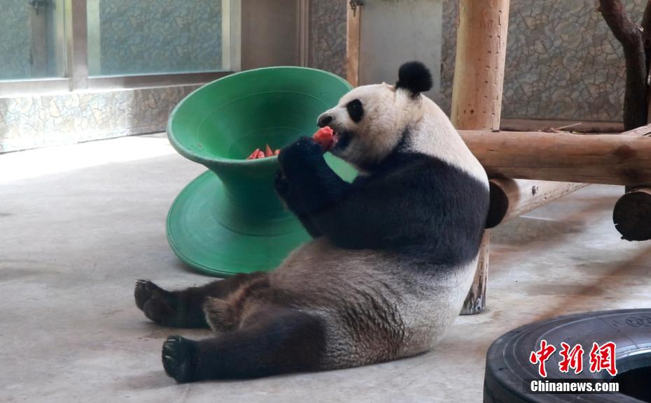 スイカを食べて暑さをしのぐジャイアントパンダ（写真提供・西安秦嶺野生動物園）。
