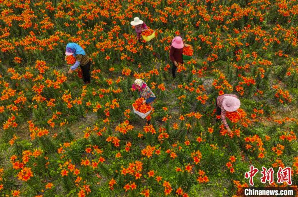 6月21日、山東省栄成市虎山鎮東荘村のユリ栽培園で百合を収穫する花農家（撮影・李信君）。