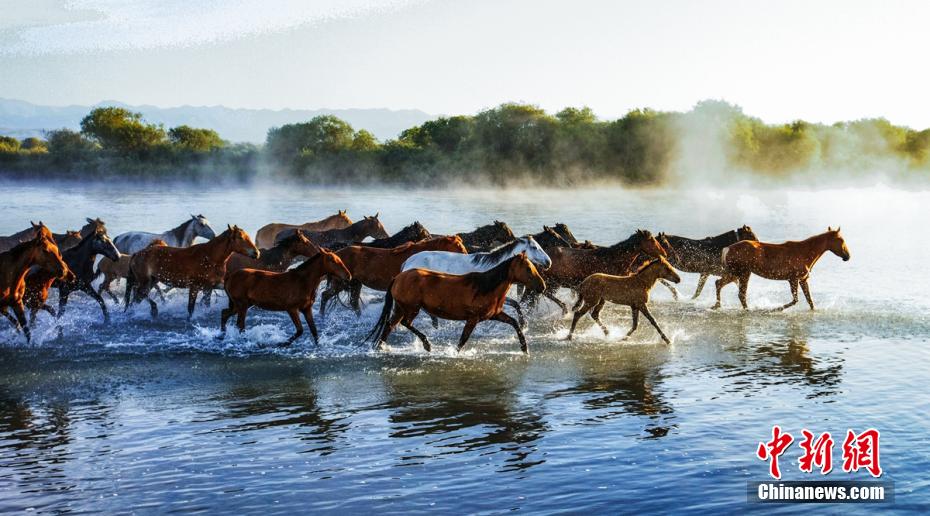 馬の群れが川を疾走する圧巻の景色広がる高原　新疆