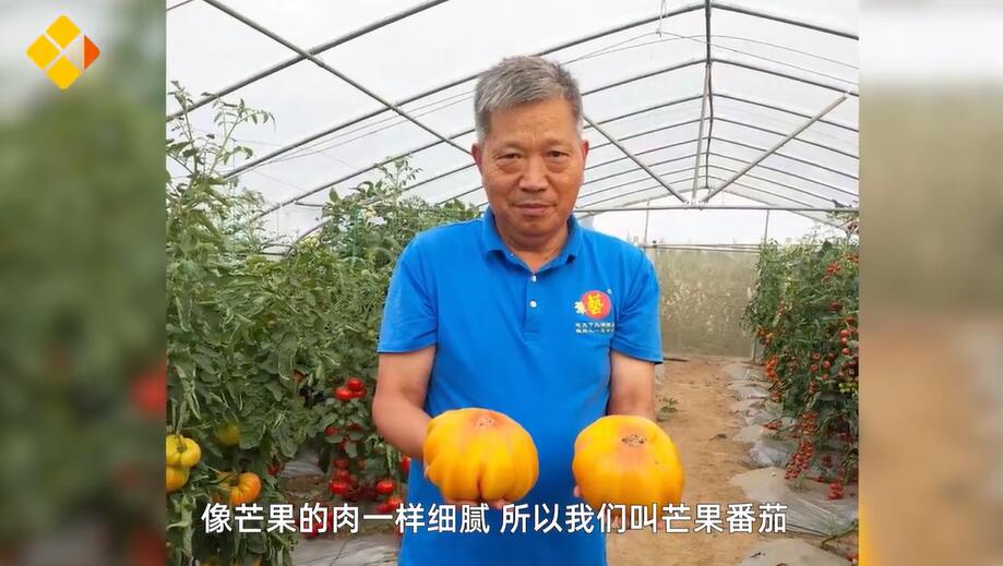 約600品種のトマトを栽培する大学教授　河南省