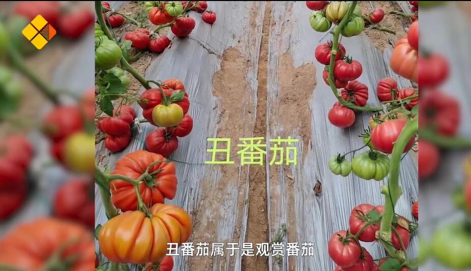 約600品種のトマトを栽培する大学教授　河南省
