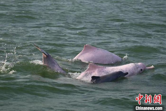 広東省珠江口のシナウスイロイルカの個体数が約1100頭にまで回復
