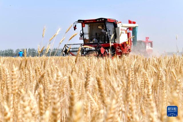中国において小麦の大規模収穫が99.2％完了