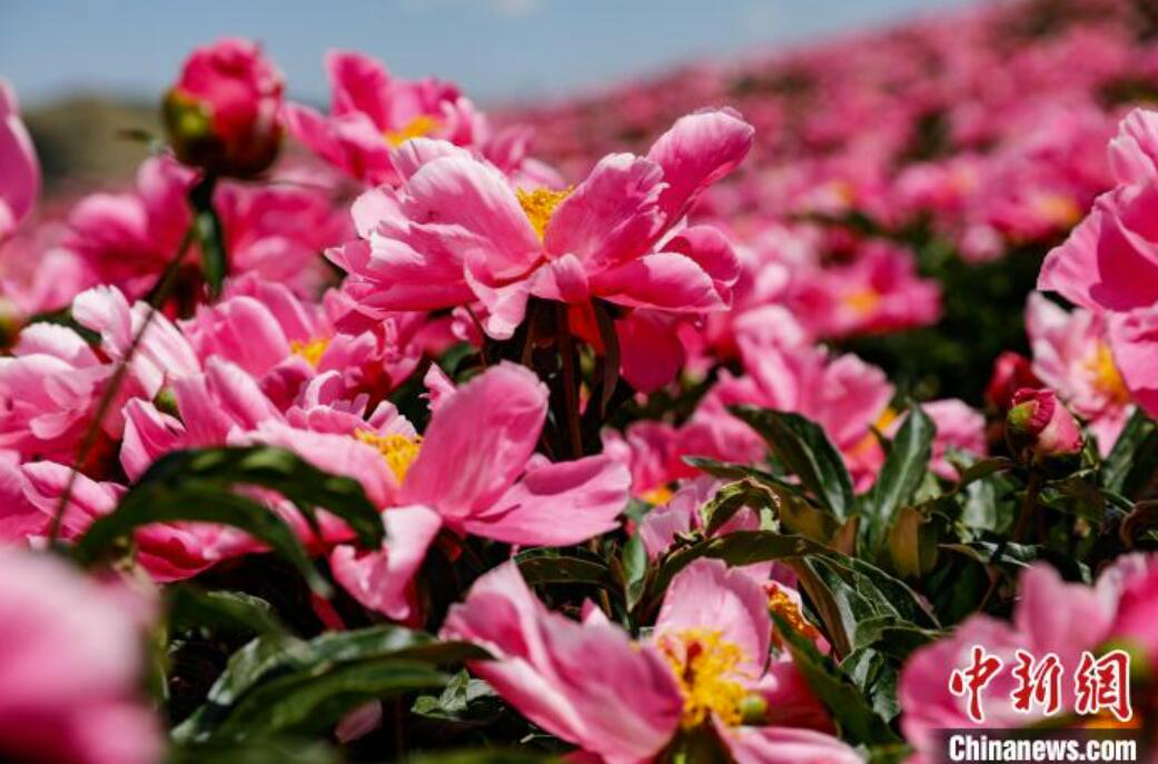 初夏の甘粛省古浪でシャクヤクの花が満開に