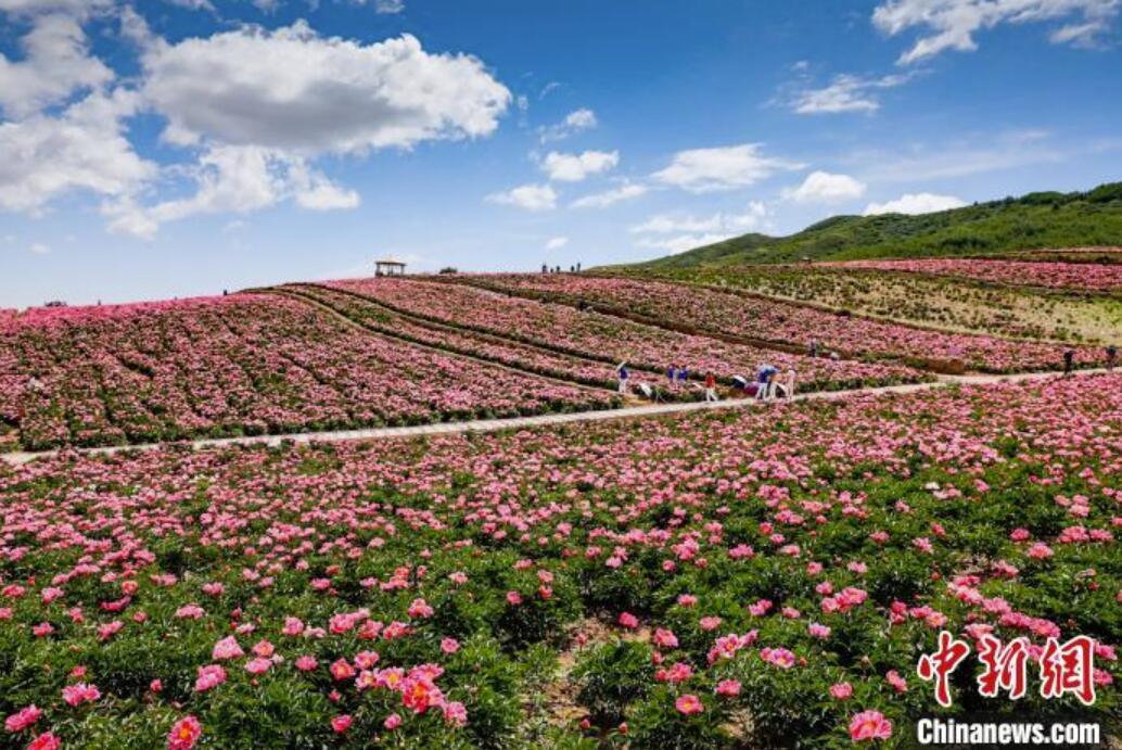 初夏の甘粛省古浪でシャクヤクの花が満開に