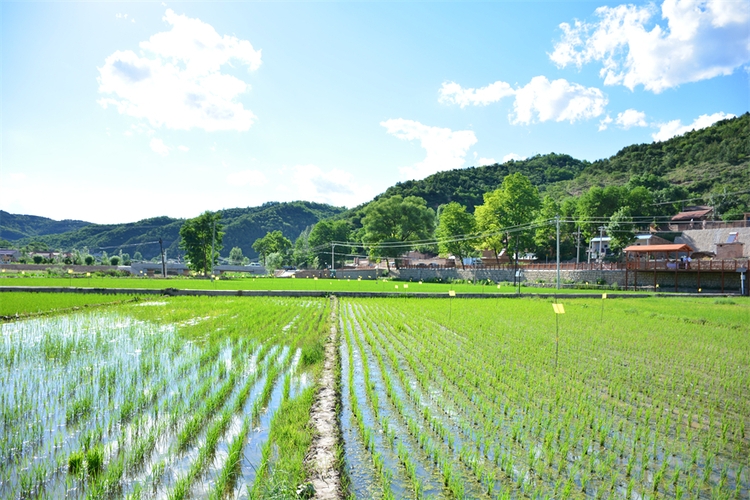 夏の田園風景広がる「陝北の江南」と言われている川荘村