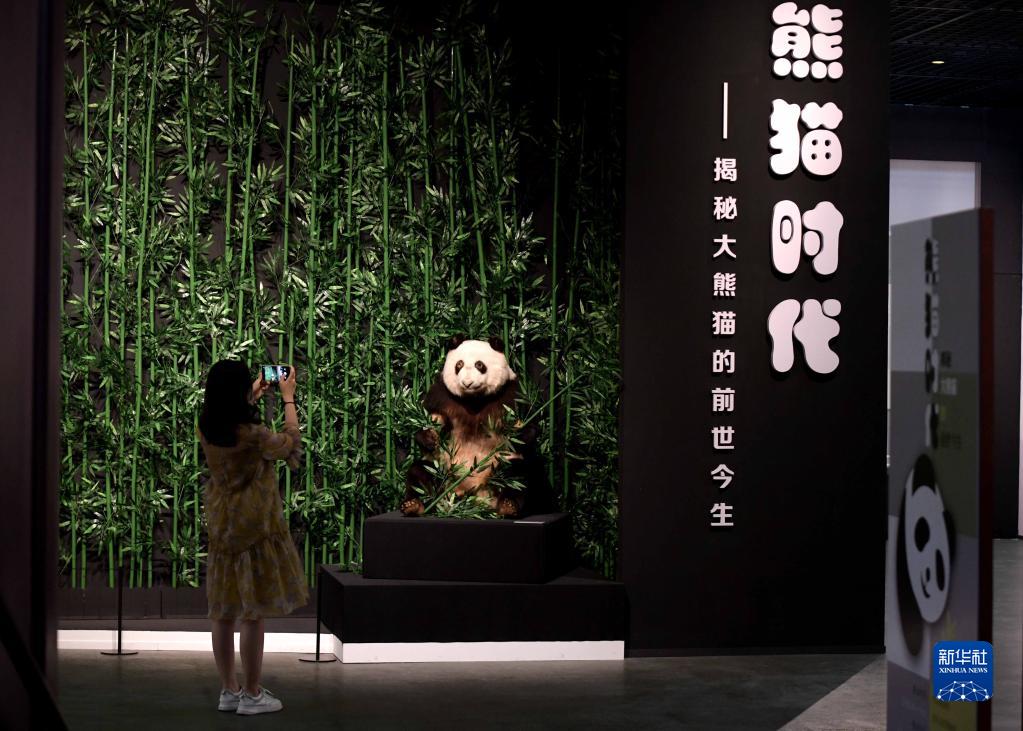 ジャイアントパンダの今と昔の姿を紹介する特別展開幕　河北省石家荘
