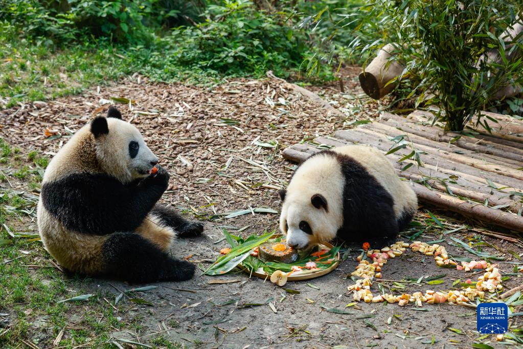 成都ジャイアントパンダ繁殖研究基地幼年パンダヴィラで、特製のバースデーケーキやリンゴを堪能するジャイアントパンダの「和花」（写真右）と「和葉」（7月4日撮影・沈伯韓）。
