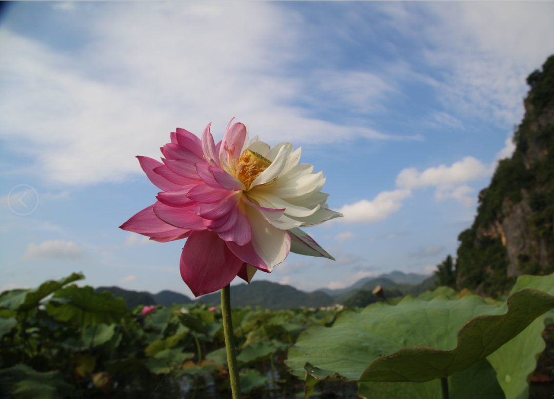 ピンクと白のツートンカラーのハスの花　雲南省