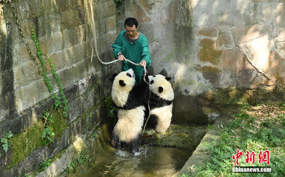 重慶動物園で、「星星」（シンシン）と「辰辰」（チェンチェン）に水浴びをさせる飼育員（撮影・周毅）。
