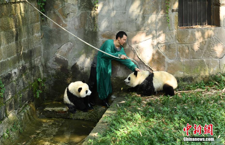 お水かけて！猛暑の重慶動物園でパンダも水浴び