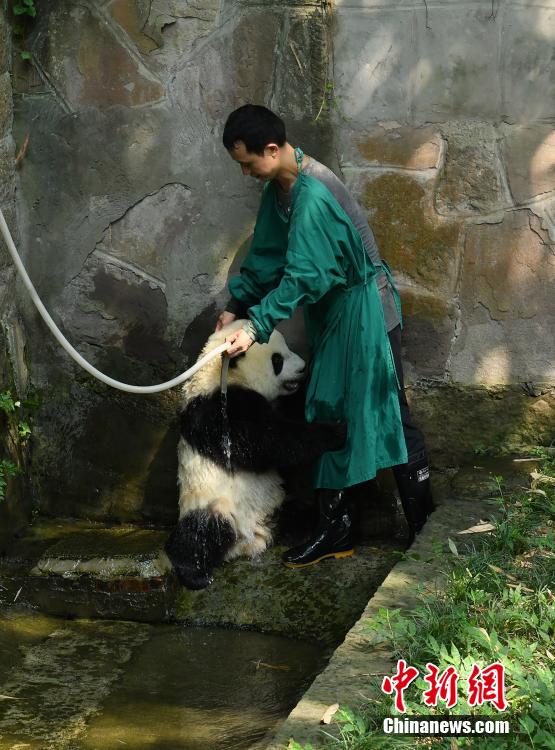 お水かけて！猛暑の重慶動物園でパンダも水浴び