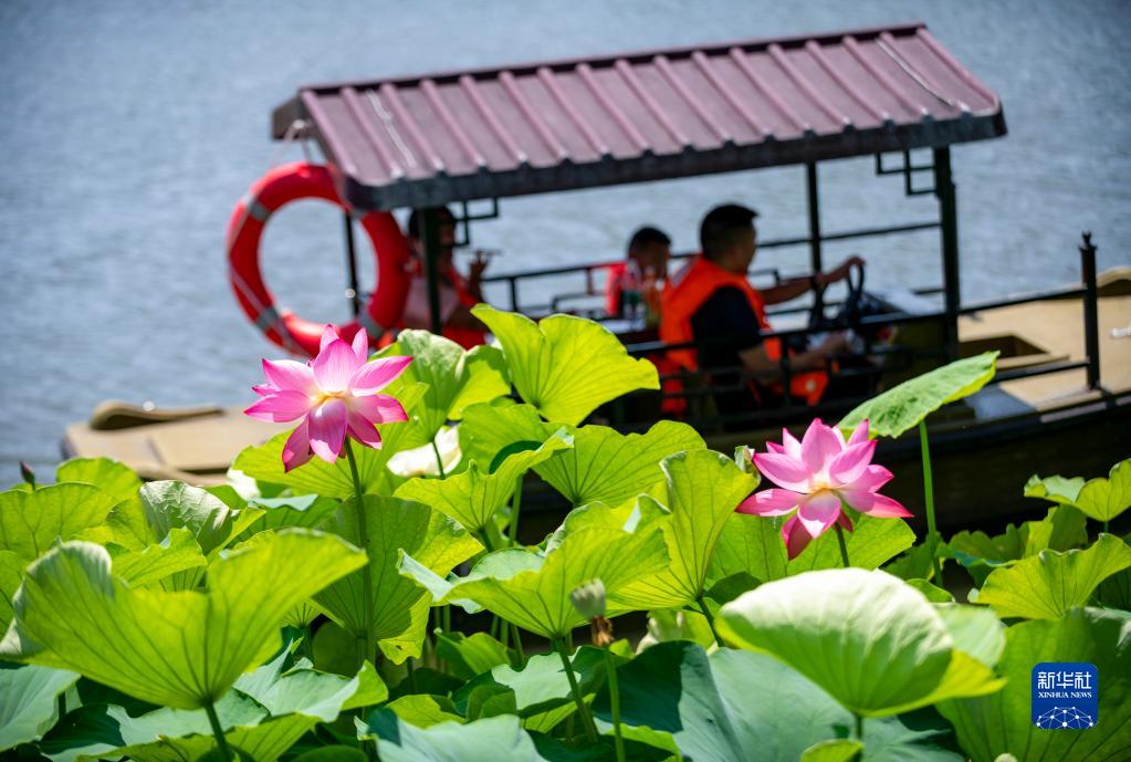 雲南省昆明市大観公園で満開を迎えたハスの傍を通り過ぎる観光船（7月6日撮影・陳欣波）。