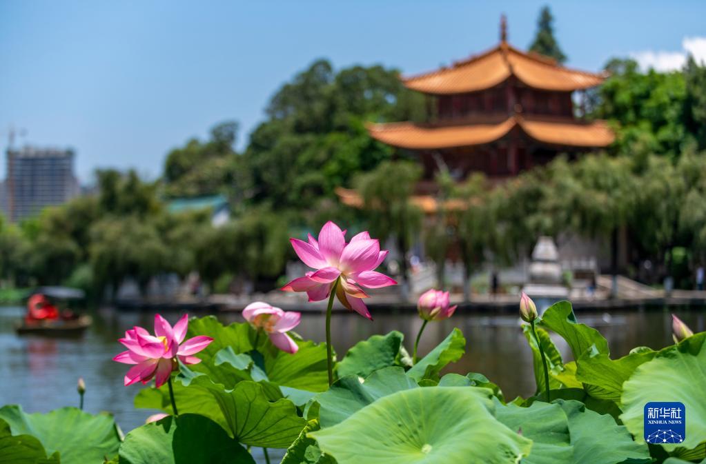 観光客を魅了するハスの花展　雲南省昆明