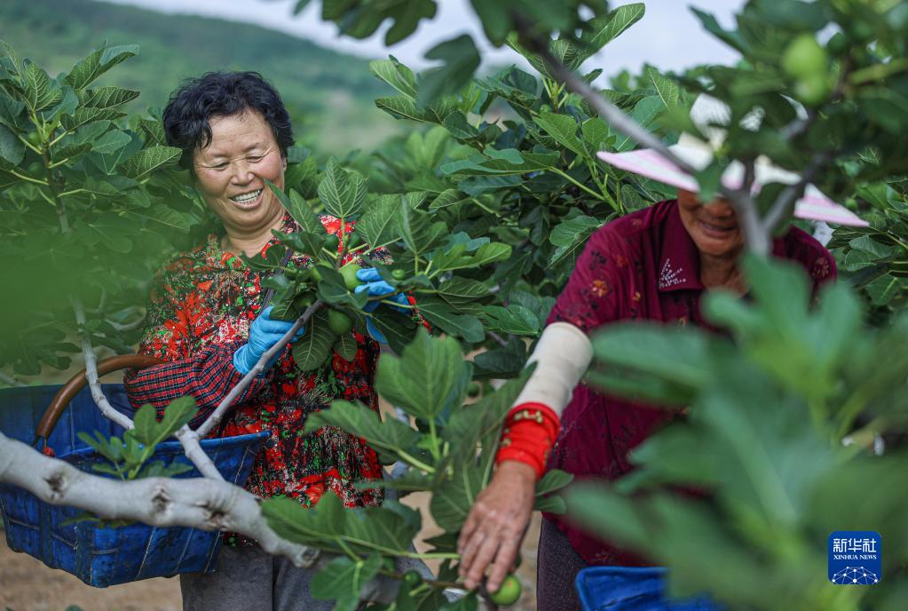 山東省栄成市港西鎮巍巍村にあるイチジク取引市場で、イチジクを仕分け・出荷する果物農家（7月11日撮影・李信君）。