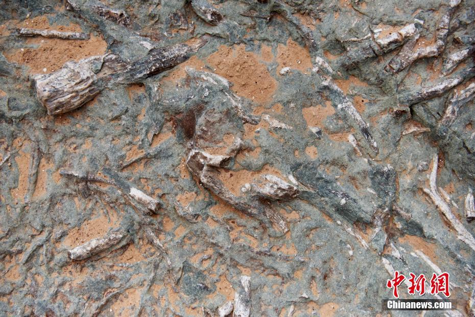中国国内最大規模の恐竜足跡の化石スポット見つかる　河北省宣化