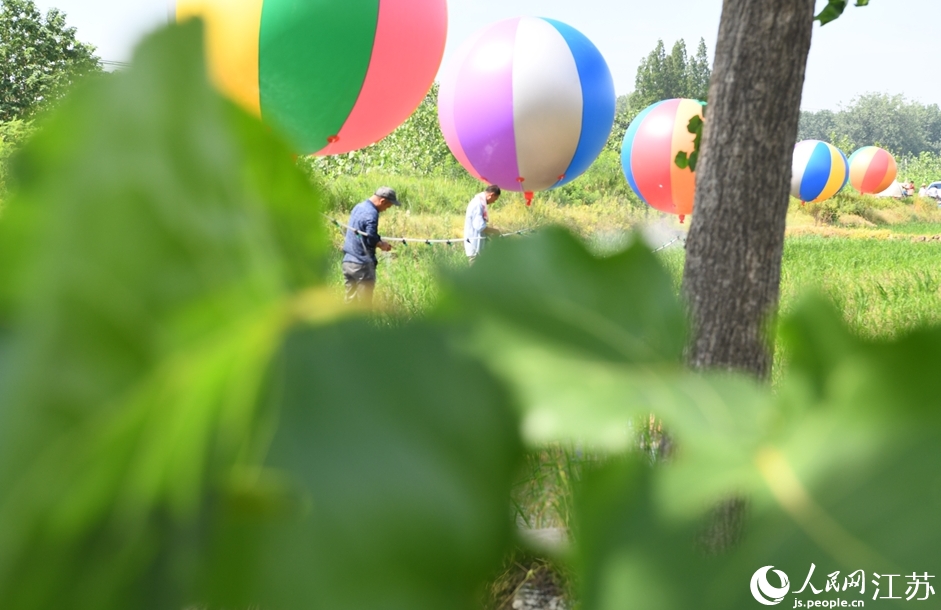 ヘリウム気球で農薬散布　江蘇省泗洪