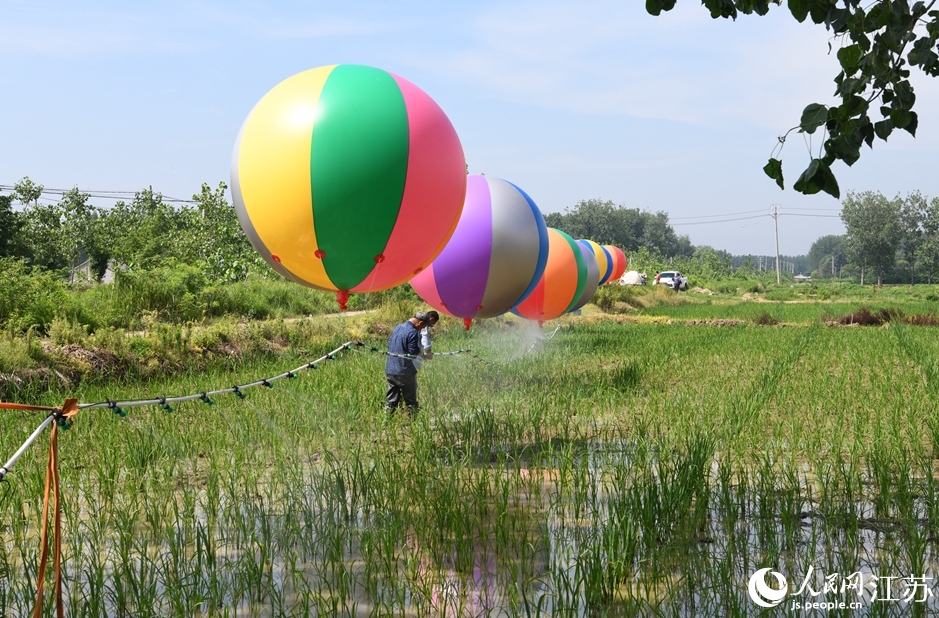 ヘリウム気球で農薬散布　江蘇省泗洪