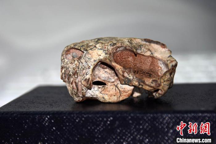 中国、2億5500万年前の「真銭伯獣」の化石を初めて発見